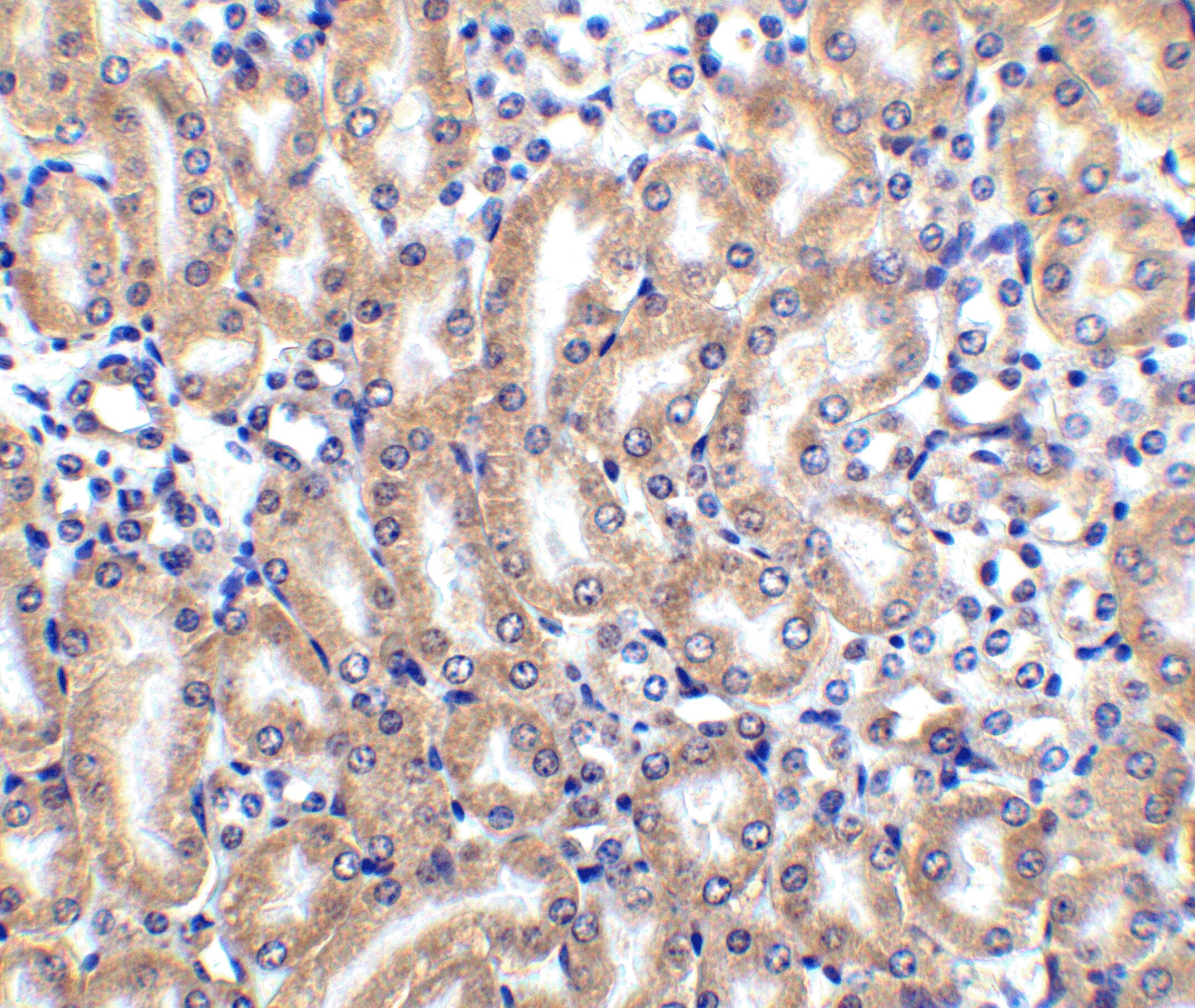 TRAILR4/TNFRSF10D/DcR2 Antibody - BSA Free