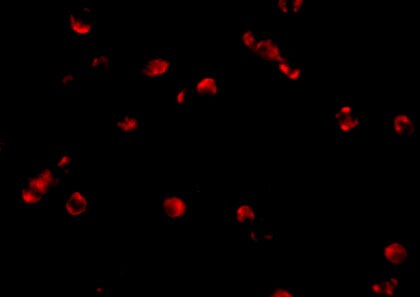 PDCD5 Antibody - BSA Free
