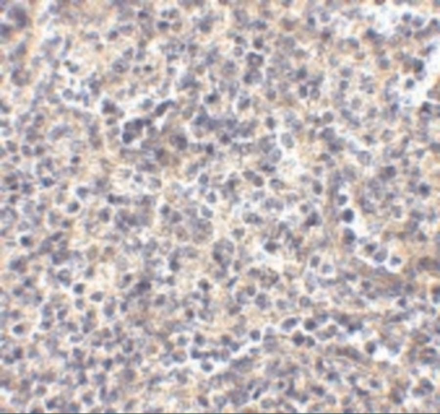 ATG5 Antibody - BSA Free