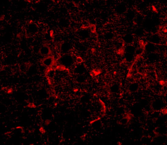 CDIP Antibody - BSA Free