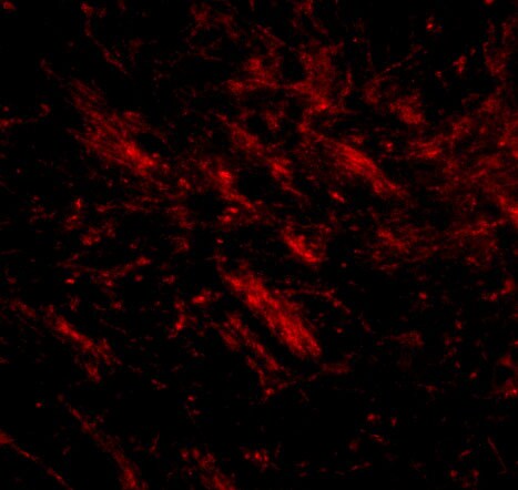 CDIP Antibody - BSA Free