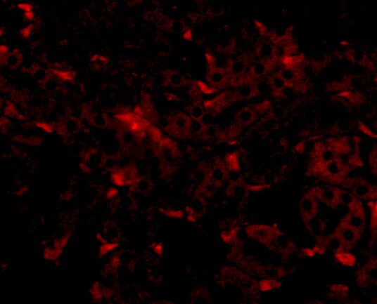 GNPDA2 Antibody - BSA Free