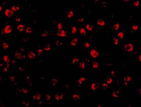 OTUD4 Antibody - BSA Free