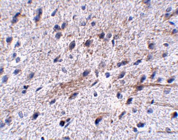 LRFN5 Antibody - BSA Free