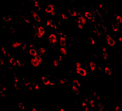 Protocadherin-18 Antibody - BSA Free