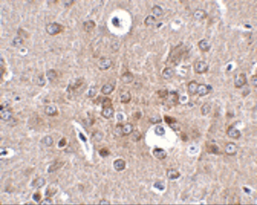 Protocadherin-18 Antibody - BSA Free