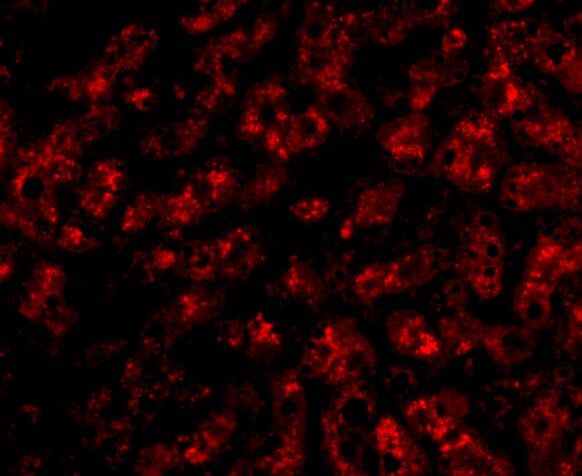 Apolipoprotein A-I/ApoA1 Antibody - BSA Free