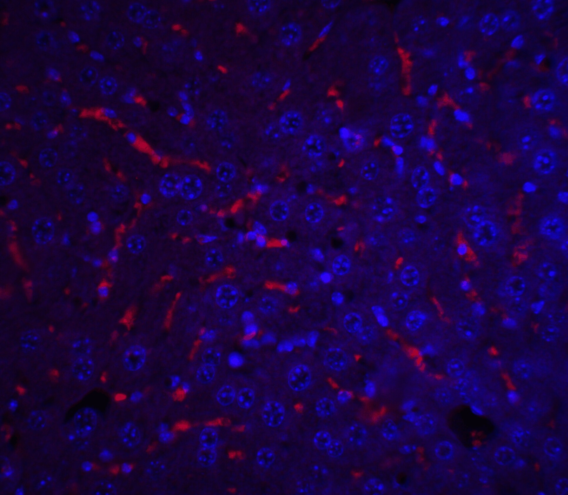 Apolipoprotein A-I/ApoA1 Antibody - BSA Free
