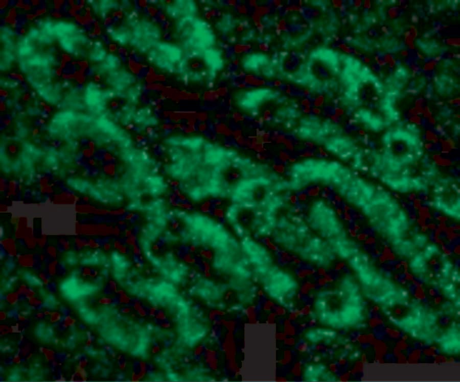 DFF40/CAD Antibody - BSA Free