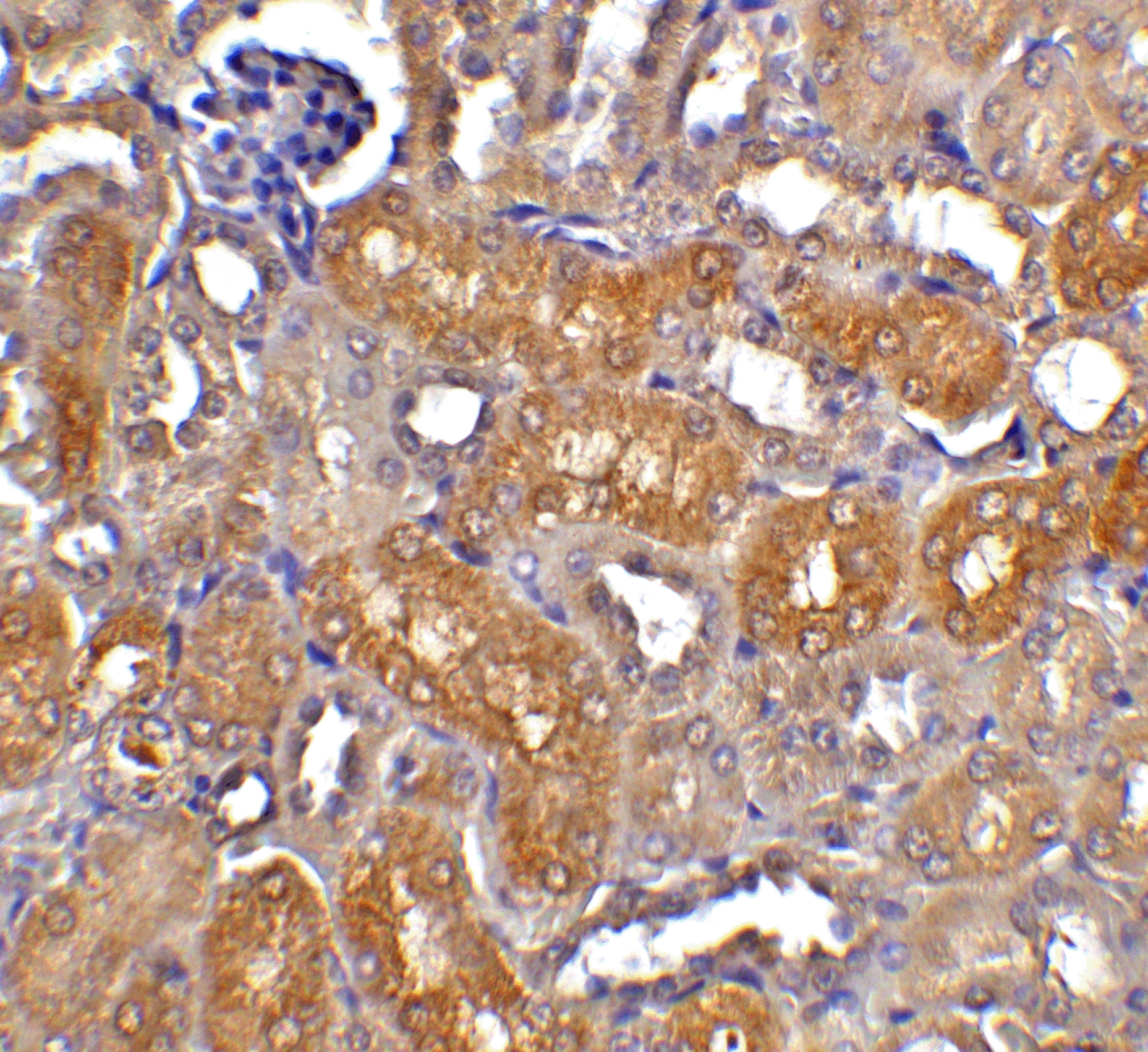 DFF40/CAD Antibody - BSA Free