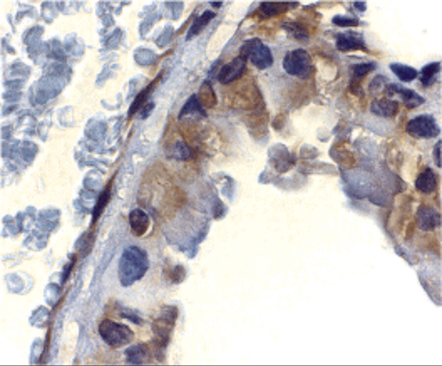 DFF45/ICAD Antibody - BSA Free