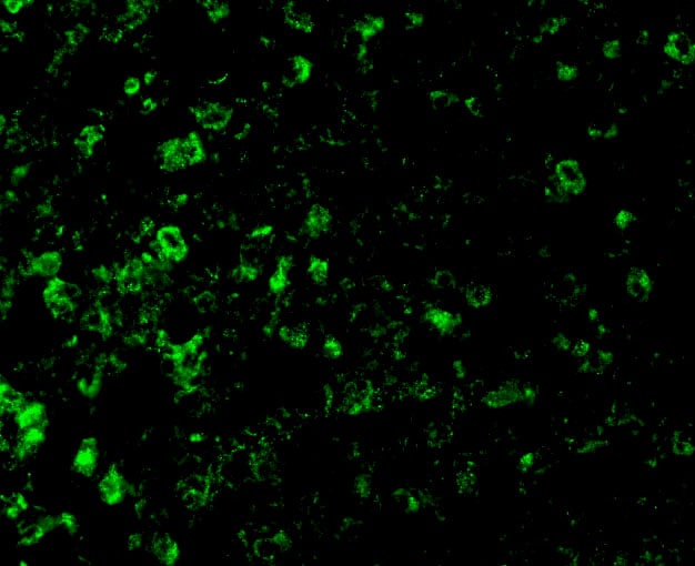 DFF45/ICAD Antibody - BSA Free