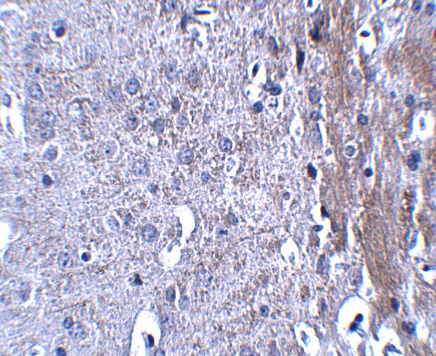 Matrilin-4 Antibody - BSA Free