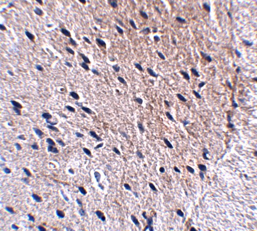 Bora Antibody - BSA Free