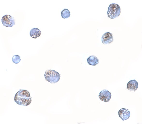 Norrin/NDP Antibody - BSA Free