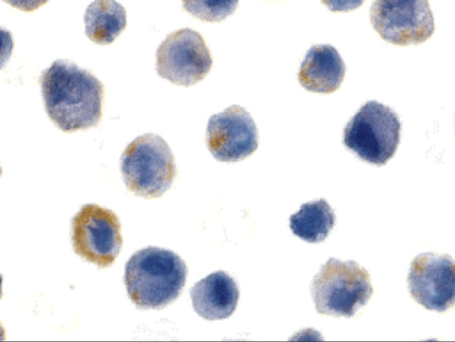 FLIP Antibody - BSA Free
