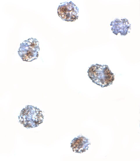 MATN3 Antibody - BSA Free