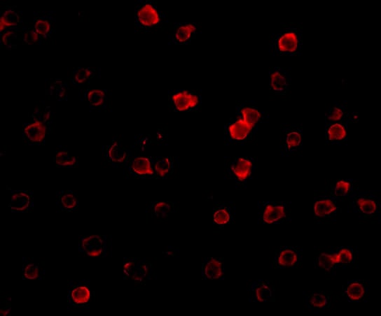 DR3/TNFRSF25 Antibody - BSA Free