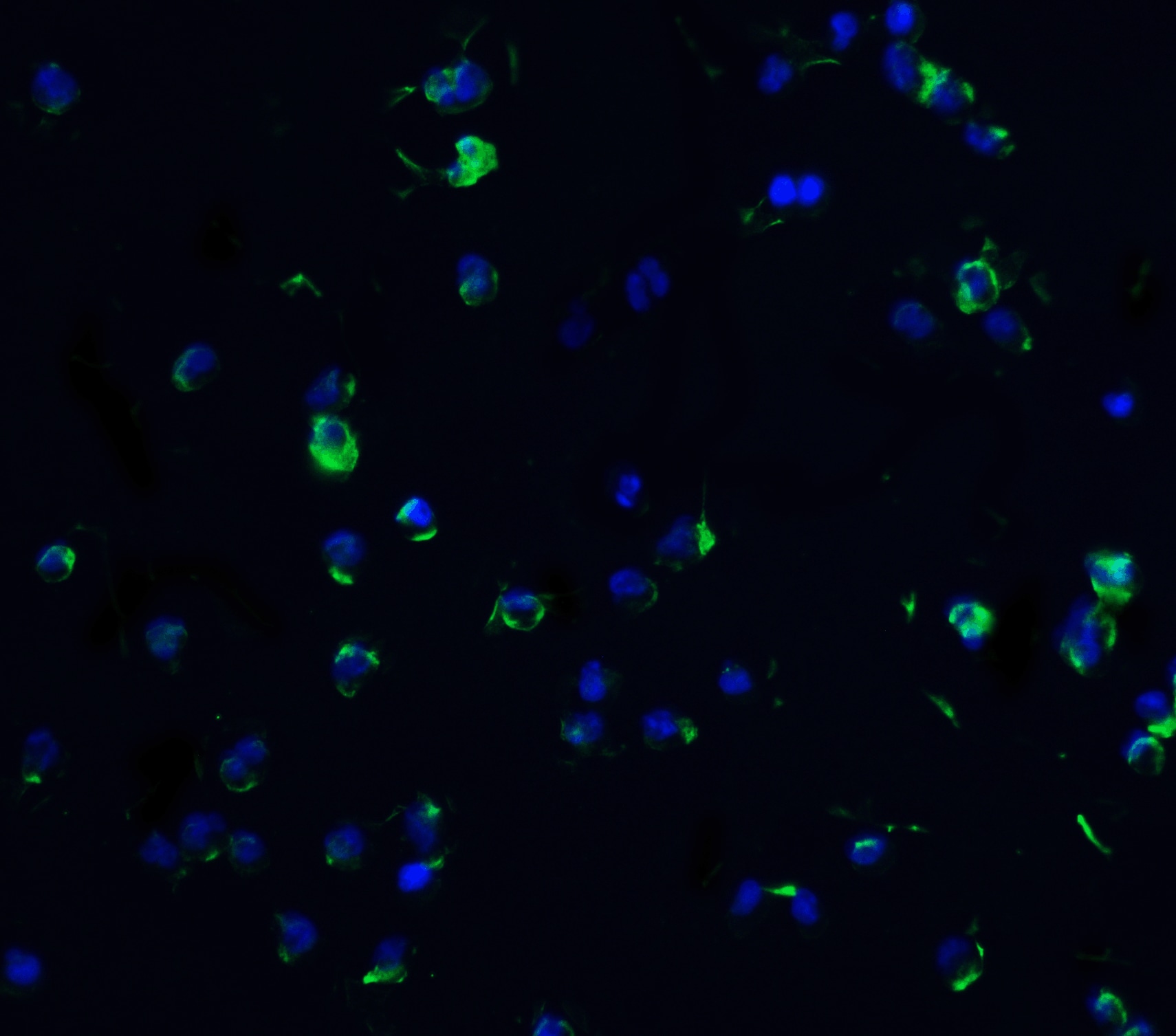 DR3/TNFRSF25 Antibody - BSA Free
