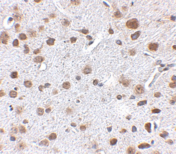 FTO Antibody - BSA Free