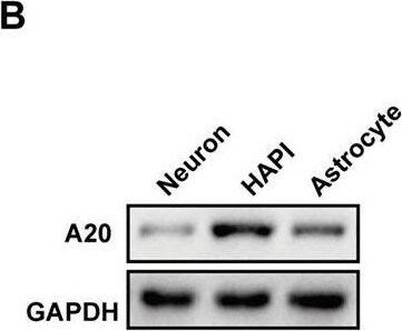 A20/TNFAIP3 Antibody - BSA Free