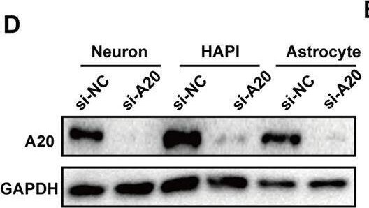 A20/TNFAIP3 Antibody - BSA Free
