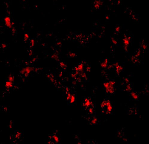 Siglec-11 Antibody - BSA Free