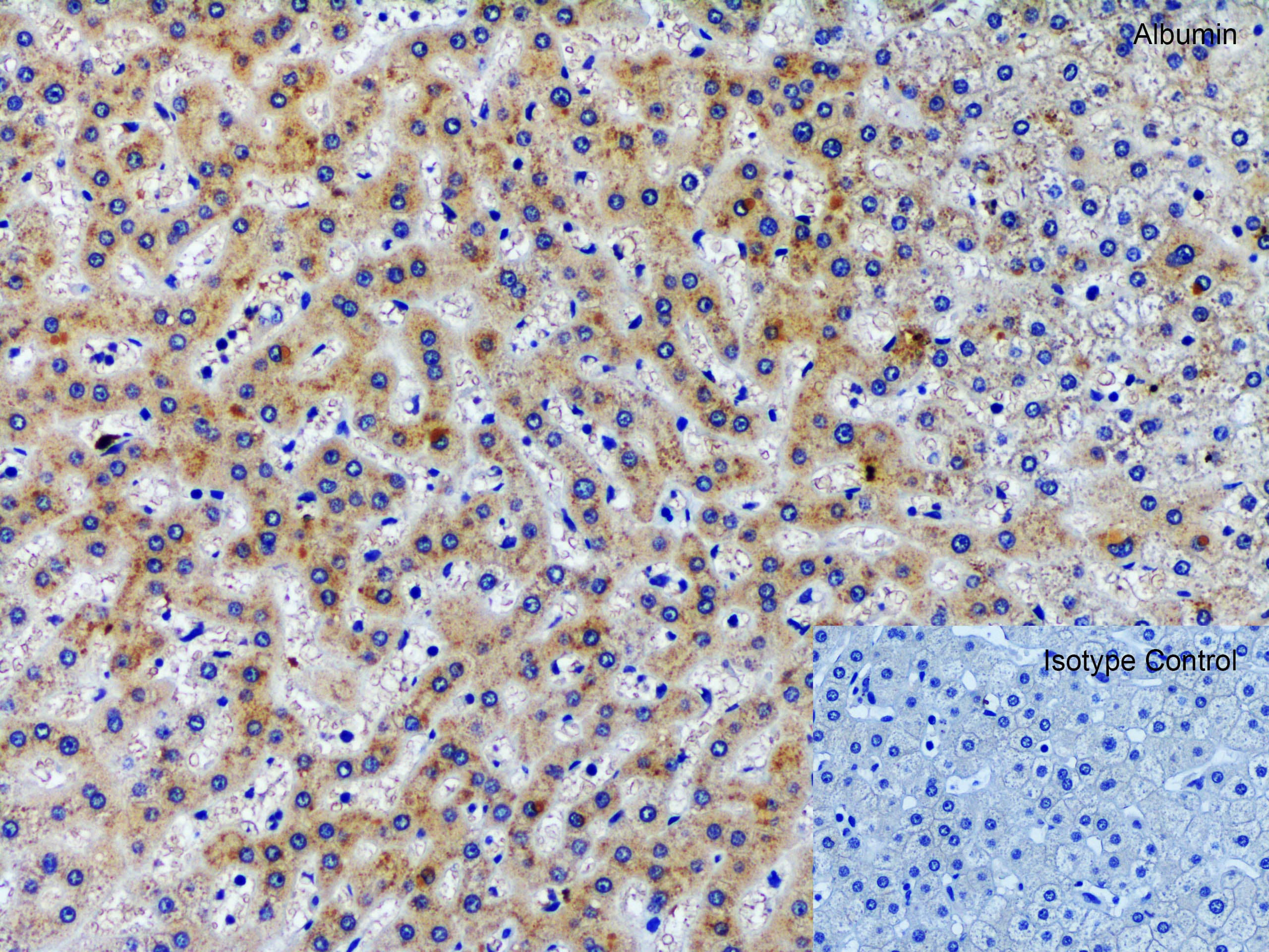 Albumin Antibody - BSA Free