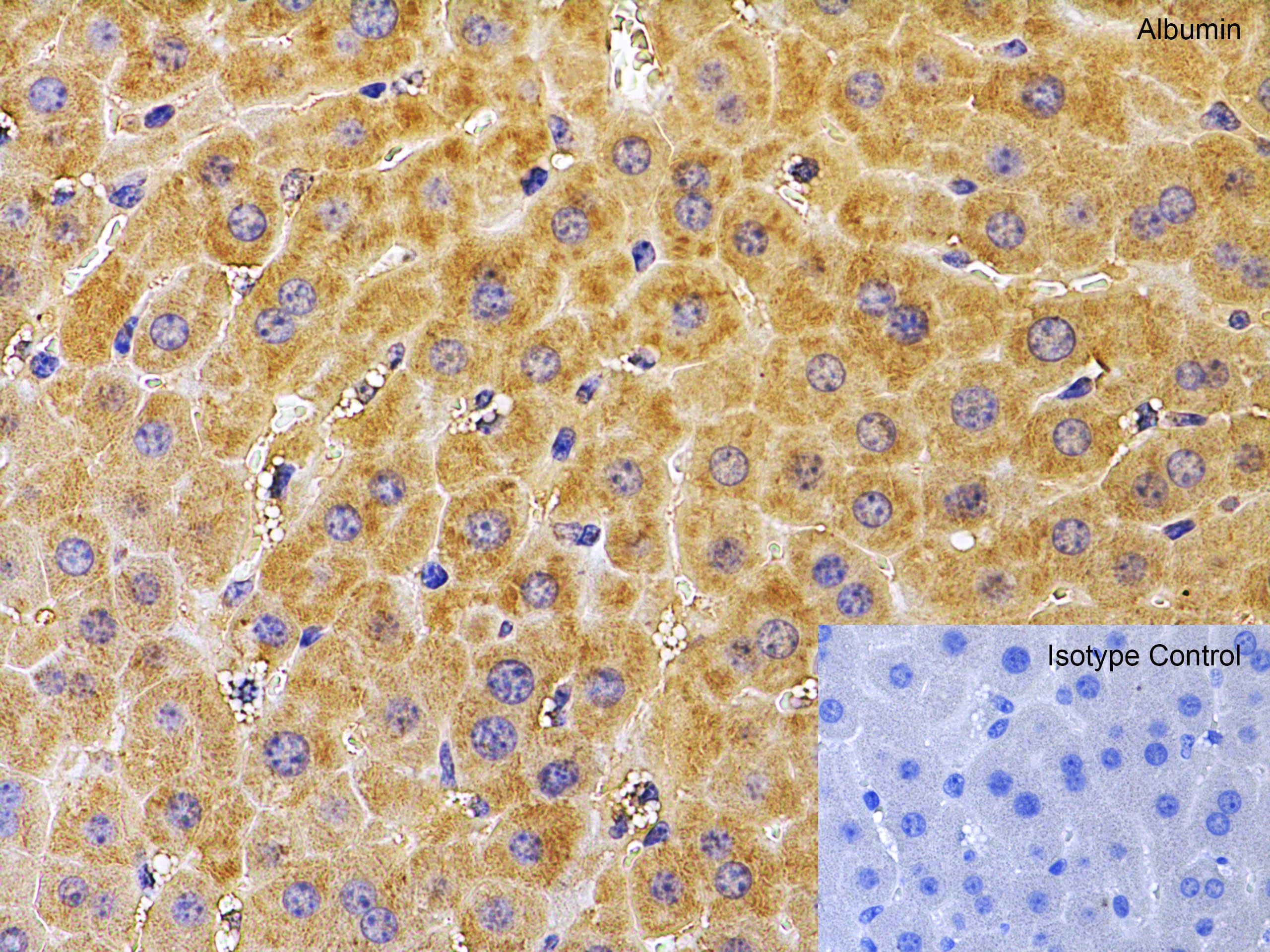 Albumin Antibody - BSA Free