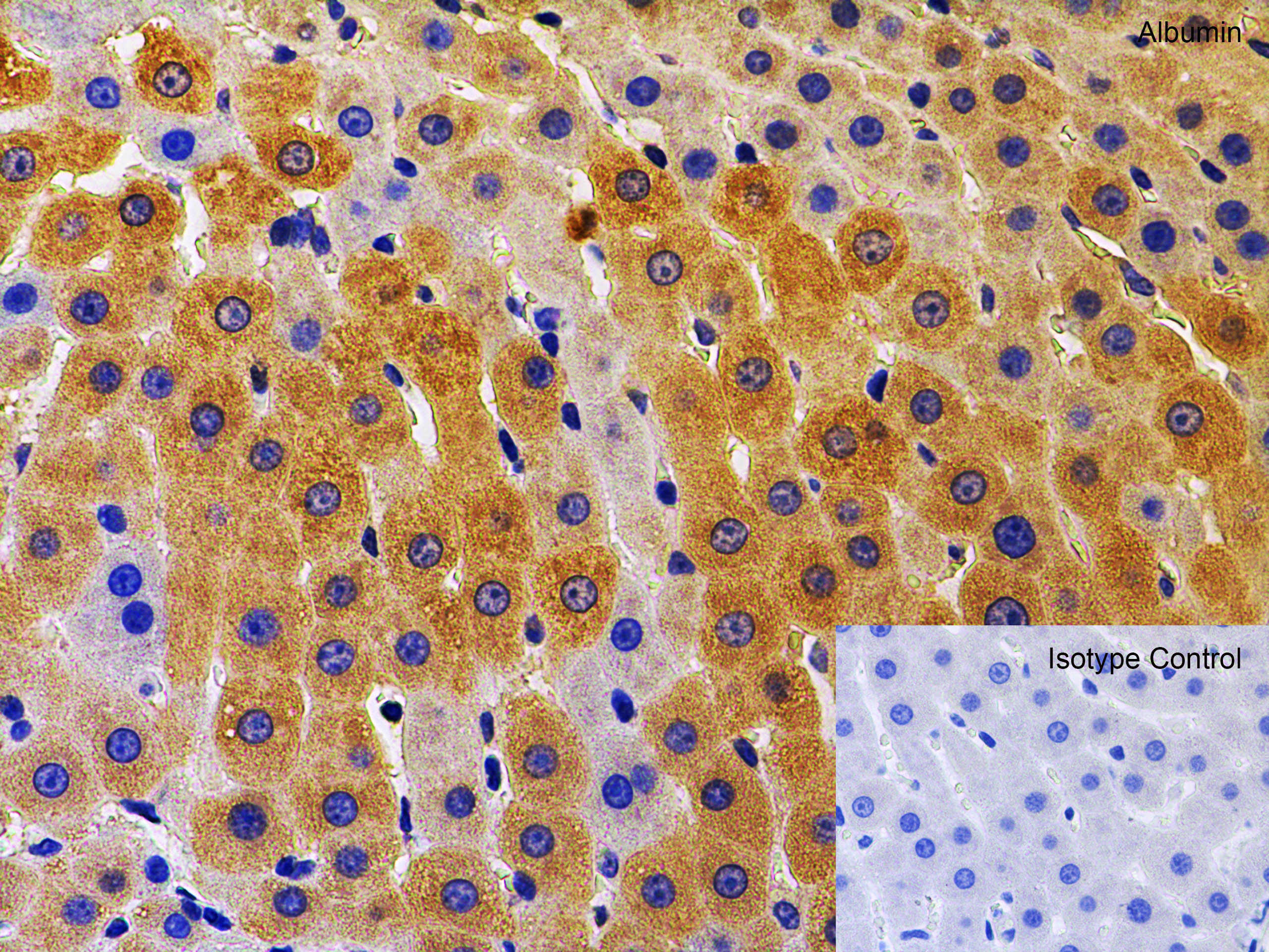 Albumin Antibody - BSA Free