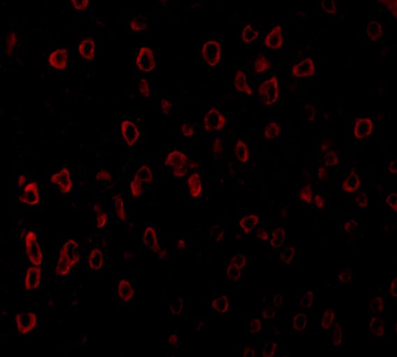 SCF/c-kit Ligand Antibody - BSA Free