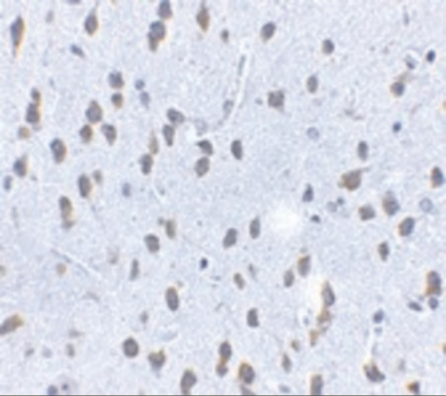 SCF/c-kit Ligand Antibody - BSA Free