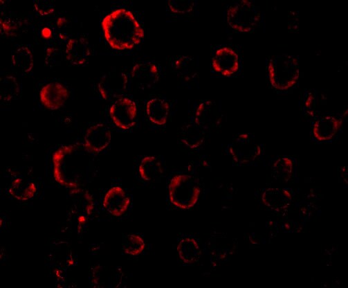 MADD Antibody - BSA Free