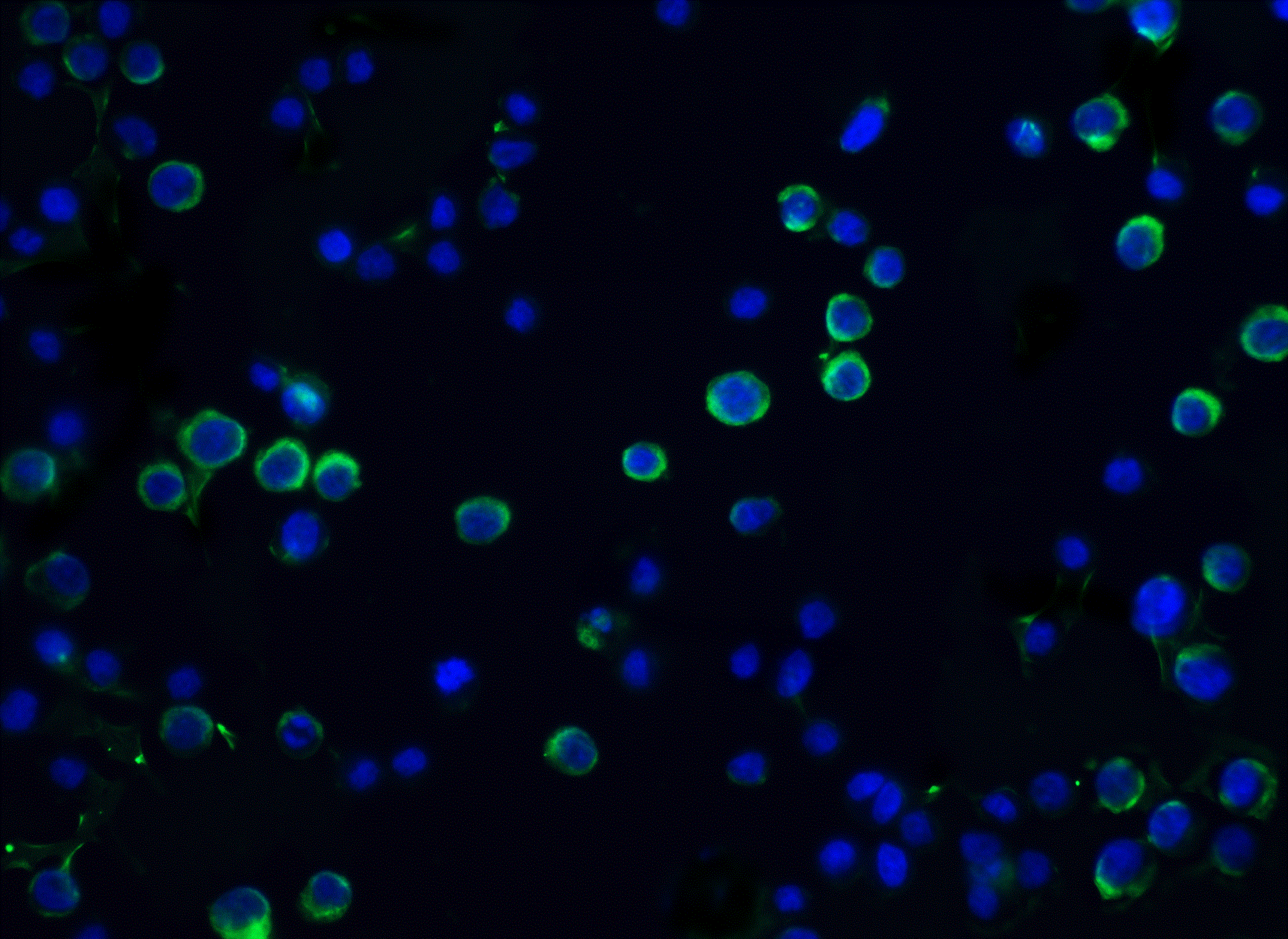DFF45/ICAD Antibody - BSA Free