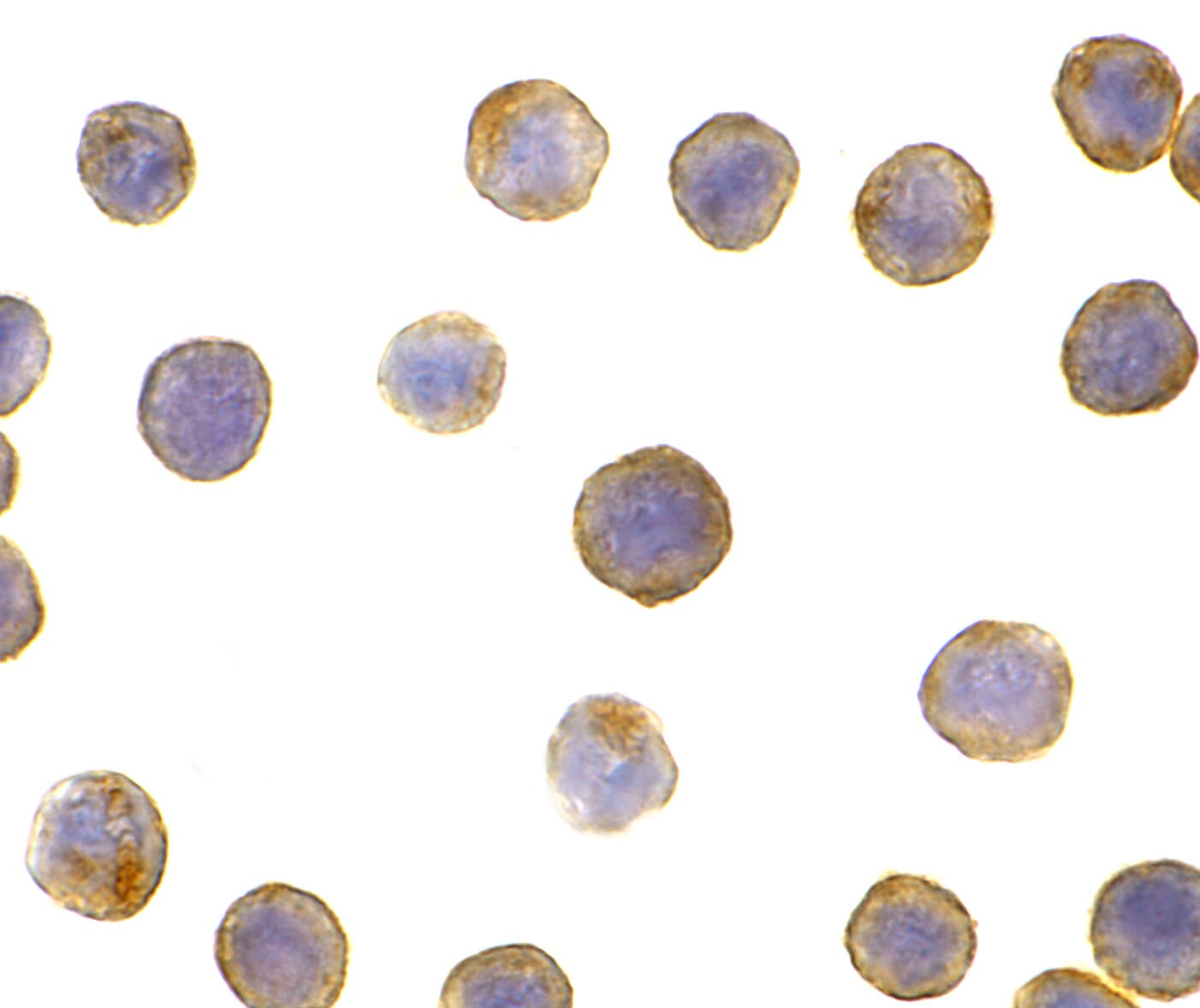 DFF45/ICAD Antibody - BSA Free