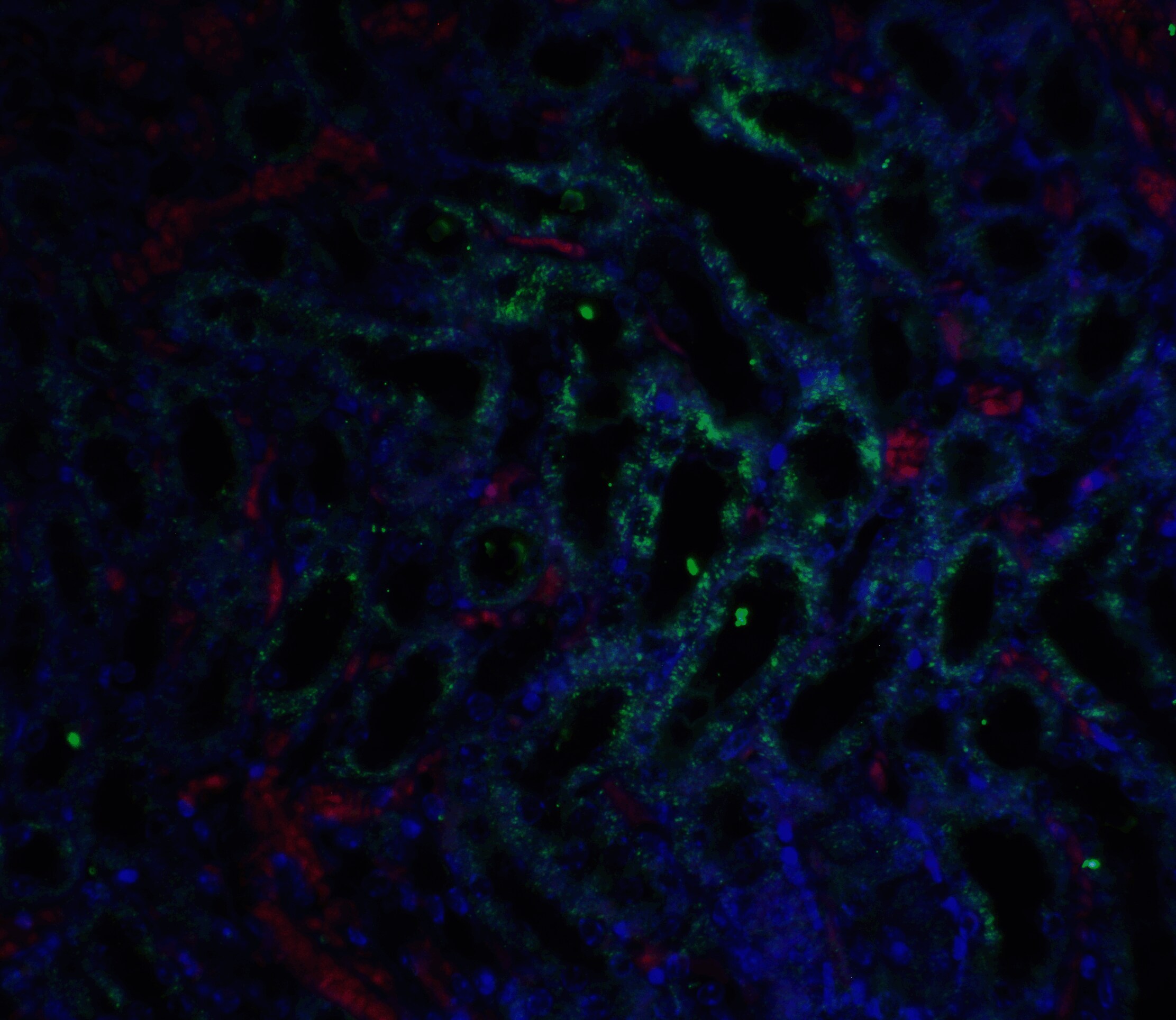 GFR alpha-3/GDNF R alpha-3 Antibody - BSA Free
