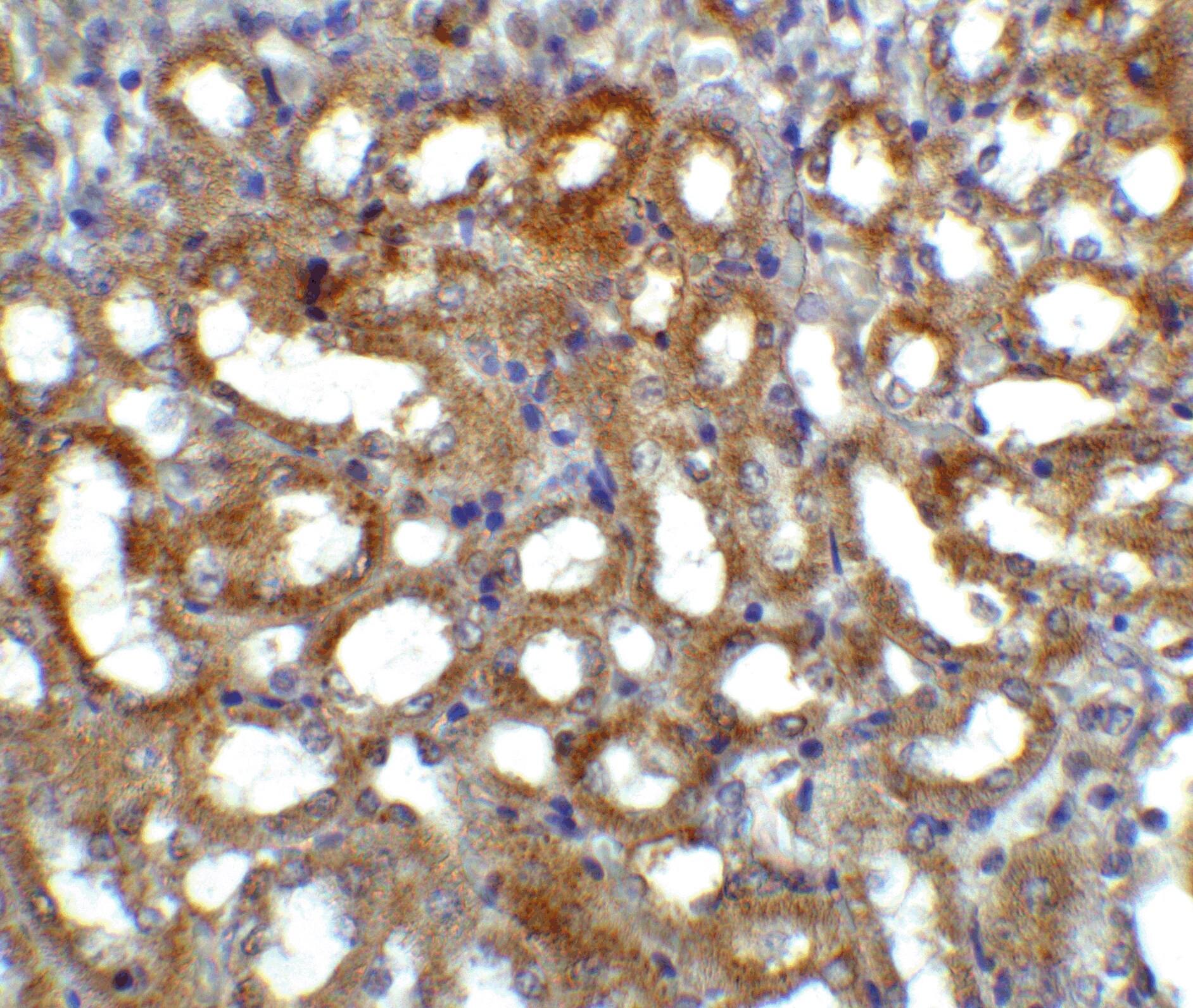 GFR alpha-3/GDNF R alpha-3 Antibody - BSA Free