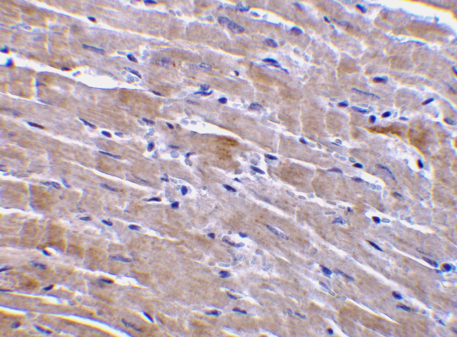 GFR alpha-3/GDNF R alpha-3 Antibody - BSA Free