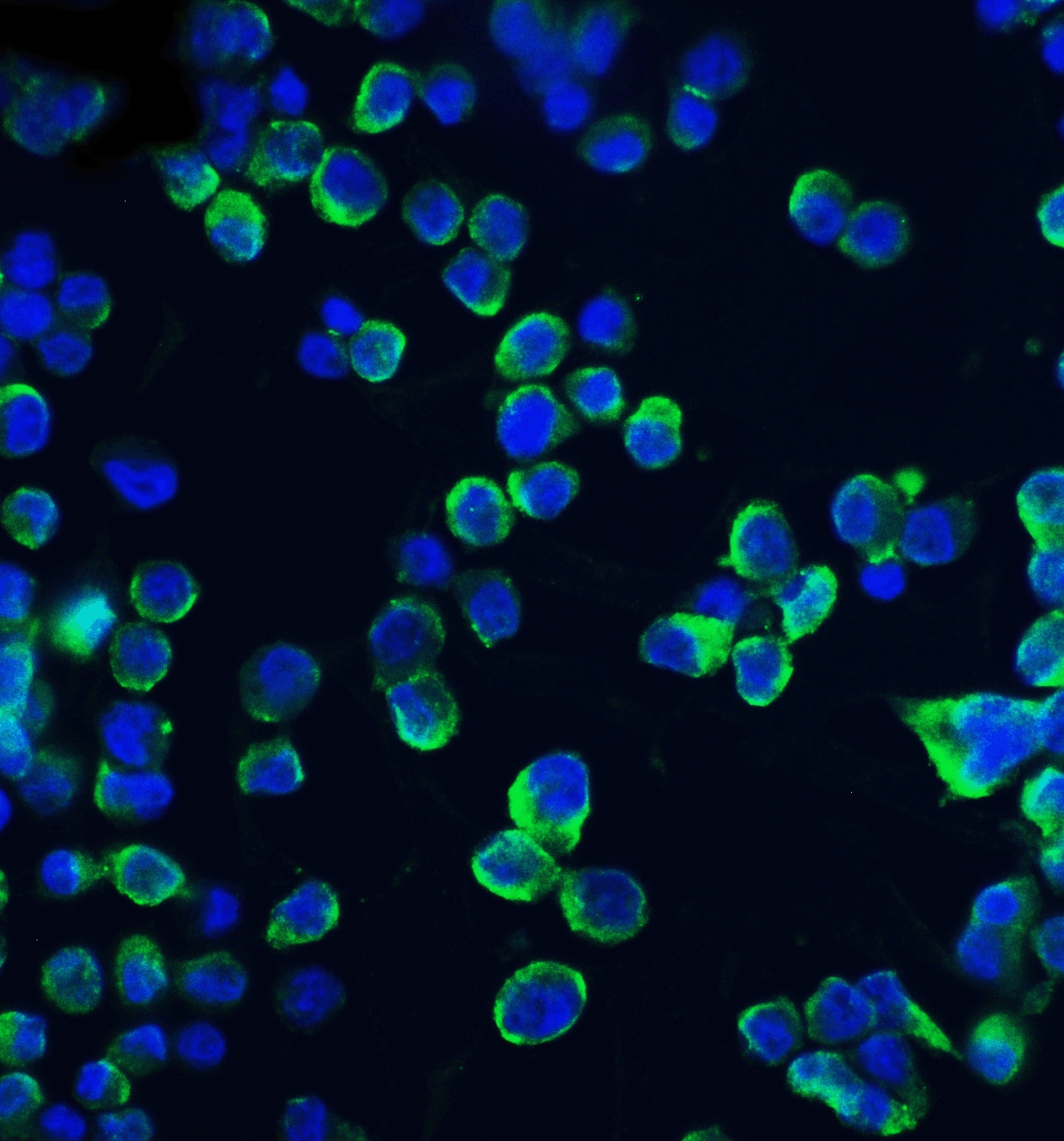 Claudin-1 Antibody - BSA Free