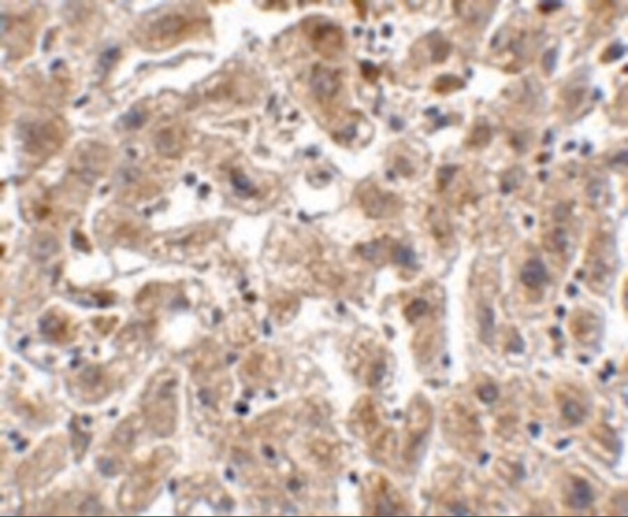 Occludin Antibody - BSA Free