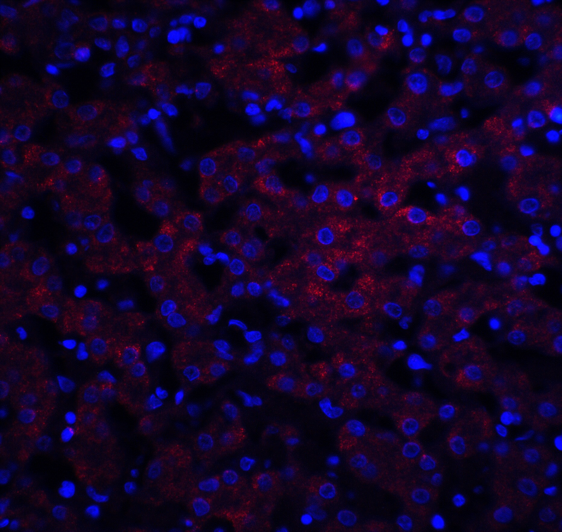 Occludin Antibody - BSA Free