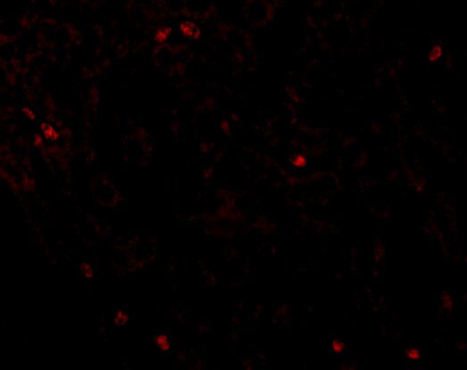 Occludin Antibody - BSA Free