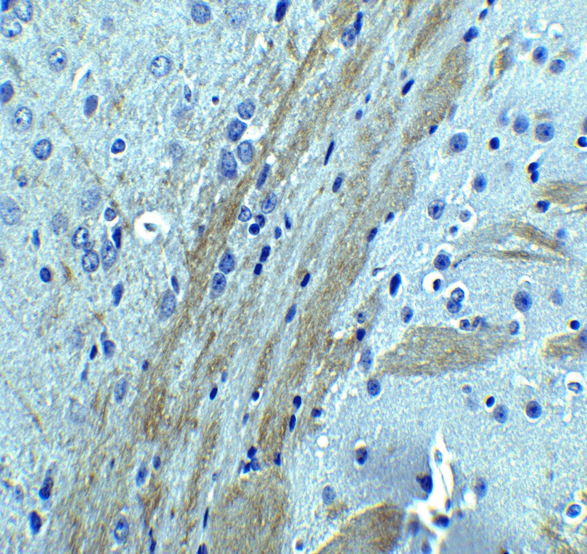 Occludin Antibody - BSA Free