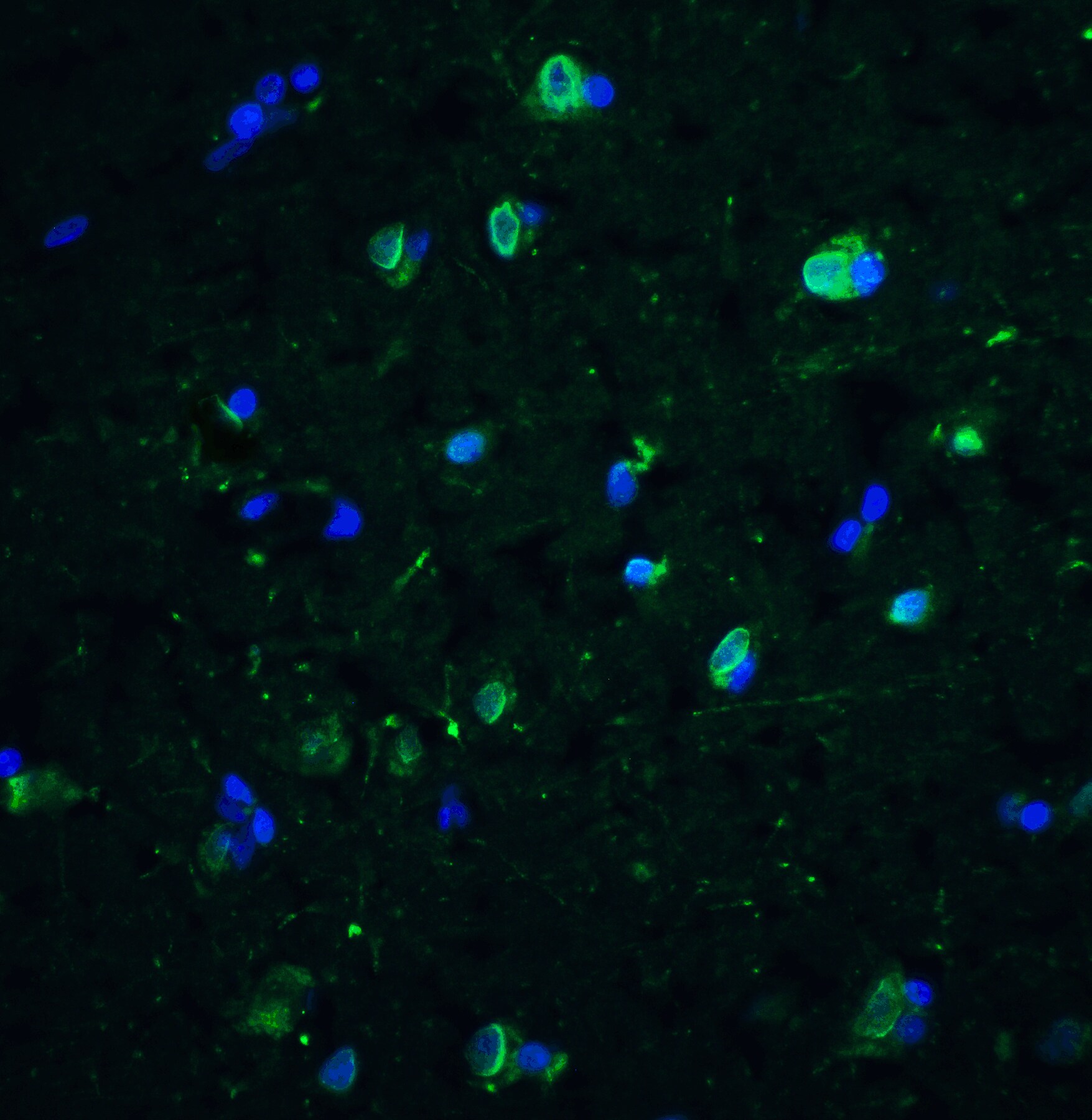 CD81 Antibody - BSA Free
