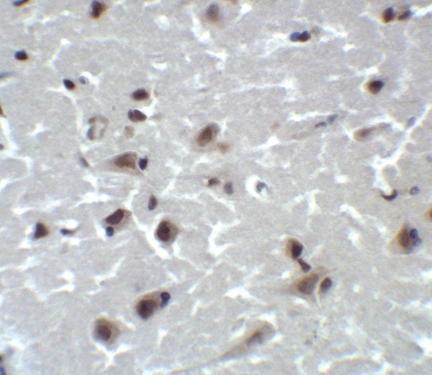 CD81 Antibody - BSA Free
