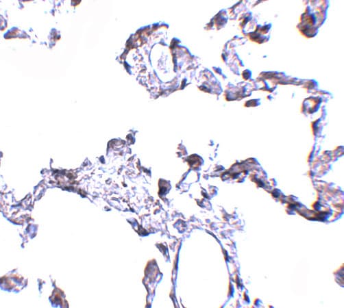 CD81 Antibody - BSA Free