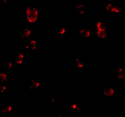 Fibulin-3/EFEMP1 Antibody - BSA Free