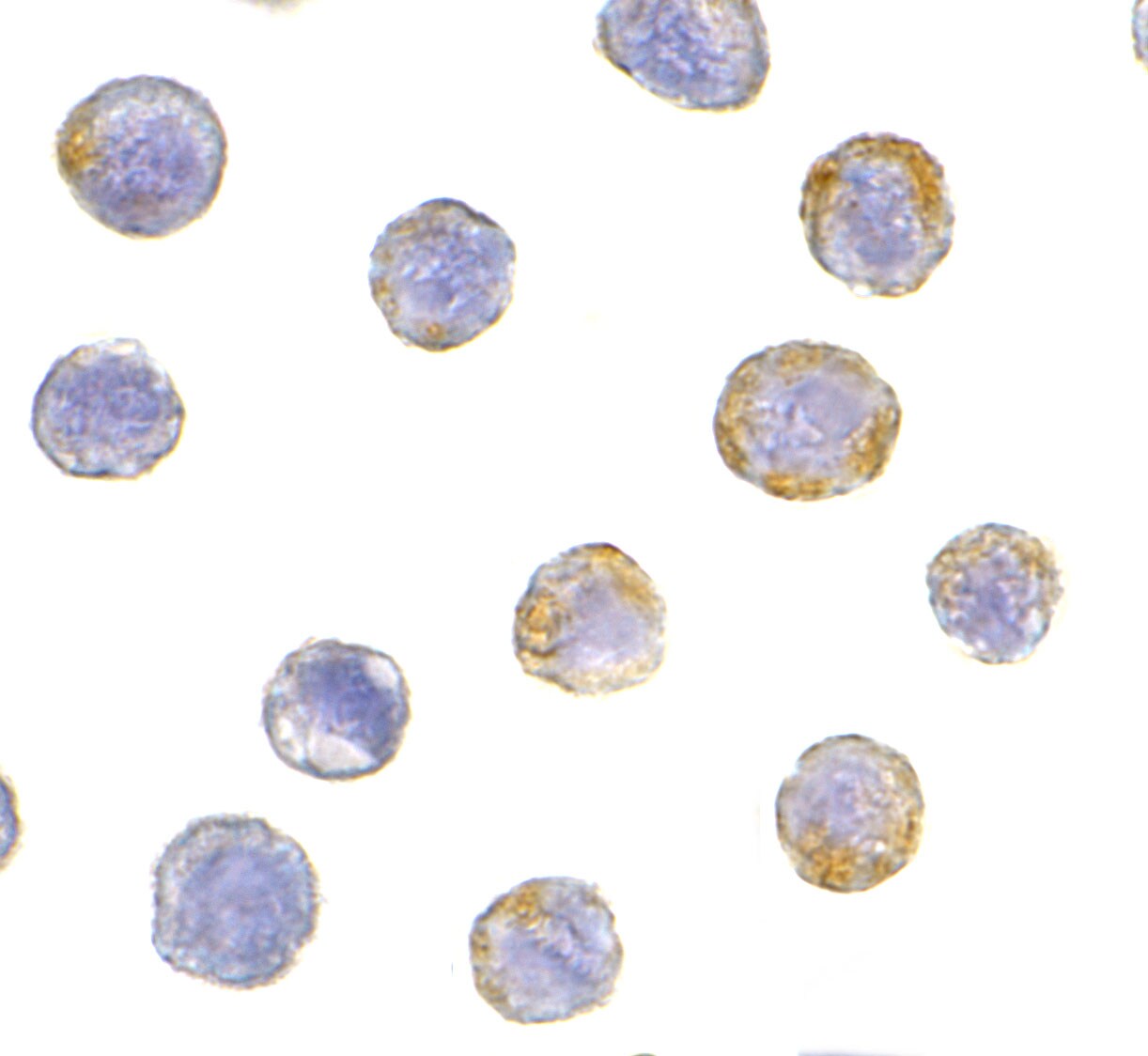 GFR alpha-2/GDNF R alpha-2 Antibody - BSA Free