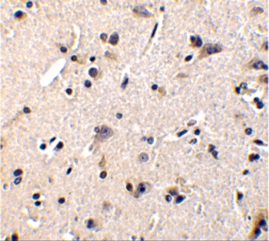 GFR alpha-1/GDNF R alpha-1 Antibody - BSA Free