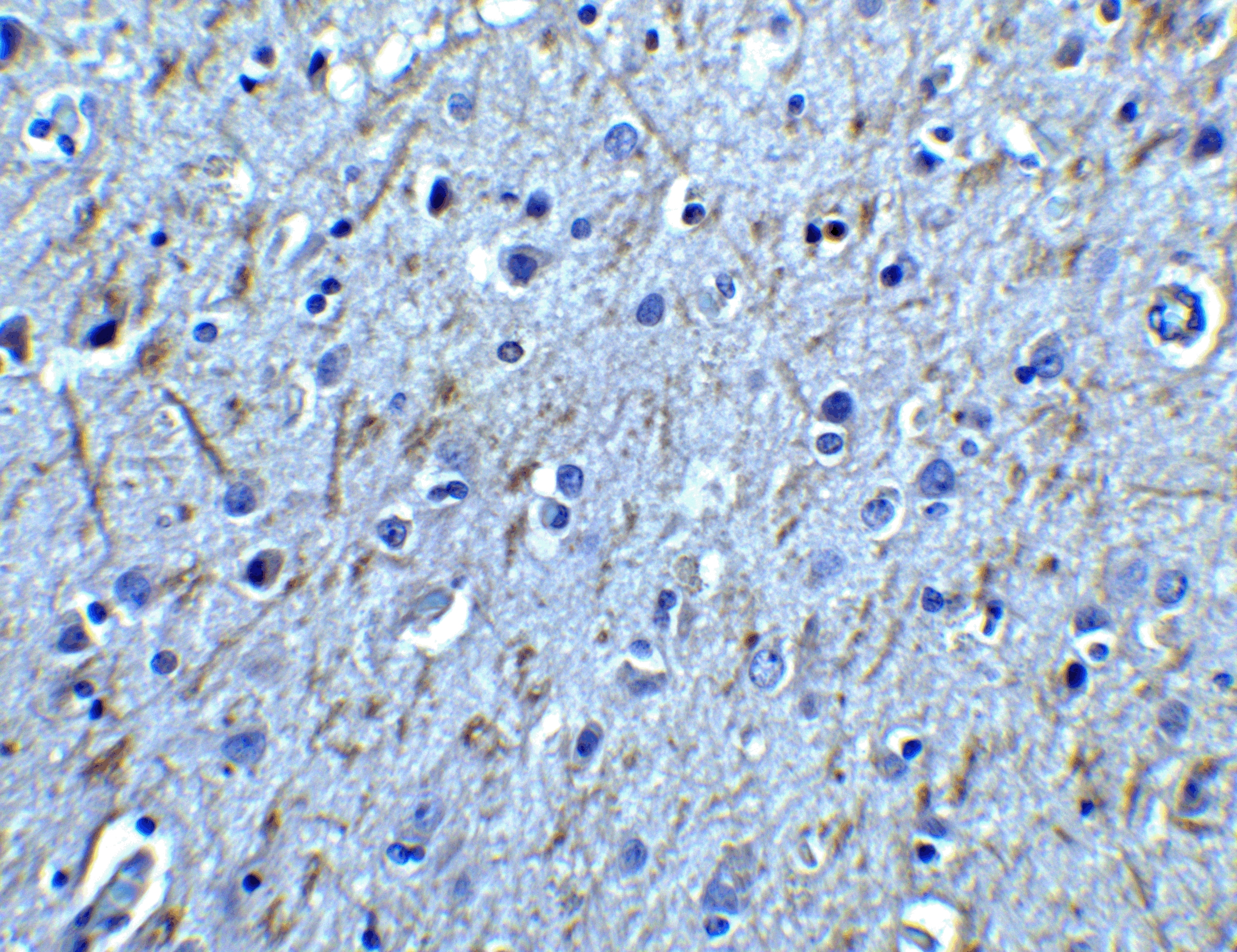 GFR alpha-1/GDNF R alpha-1 Antibody - BSA Free